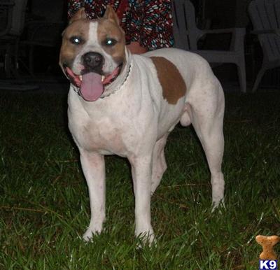 Stud Dogs - American Pit Bull